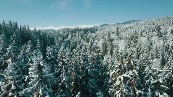 Vista Aérea Uma Floresta Congelada Com Árvores Cobertas Neve Inverno — Vídeo de Stock