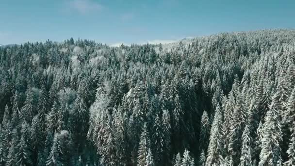 Luchtfoto Van Een Bevroren Bos Met Besneeuwde Bomen Winter Vlucht — Stockvideo