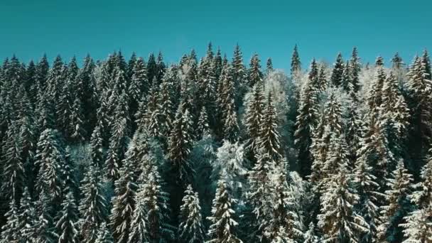 Vista Aérea Bosque Congelado Con Árboles Cubiertos Nieve Invierno Vuelo — Vídeo de stock