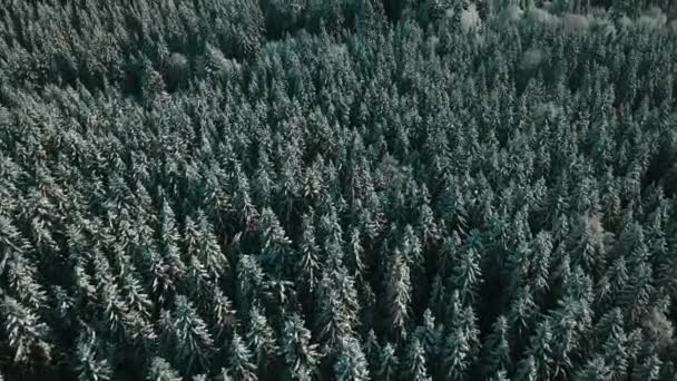 Vue Aérienne Une Forêt Gelée Avec Des Arbres Enneigés Hiver — Video