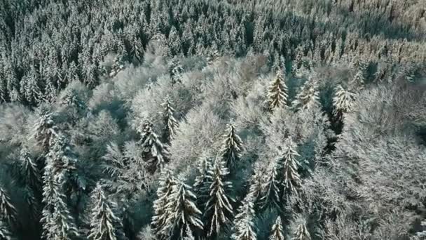 Légi Kilátás Egy Fagyos Erdő Borította Fák Télen Repülés Téli — Stock videók