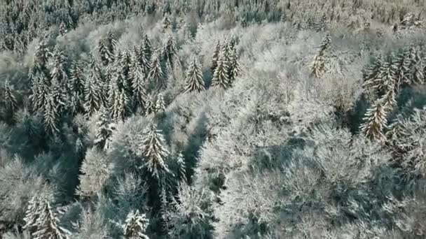Vista Aérea Uma Floresta Congelada Com Árvores Cobertas Neve Inverno — Vídeo de Stock