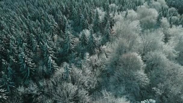 Вид Воздуха Замерзший Лес Заснеженными Деревьями Зимой Полет Над Зимним — стоковое видео