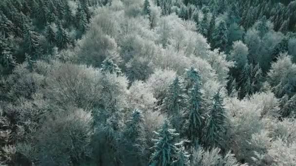 Vista Aérea Uma Floresta Congelada Com Árvores Cobertas Neve Inverno — Vídeo de Stock