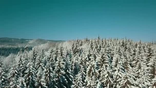 Luchtfoto Van Een Bevroren Bos Met Besneeuwde Bomen Winter Vlucht — Stockvideo