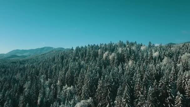 Aerial View Frozen Forest Snow Covered Trees Winter Flight Winter — Stock Video