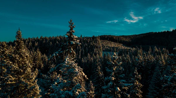 Зимний Карпатский Хвойный Лес Горная Аэрофотосъемка — стоковое фото