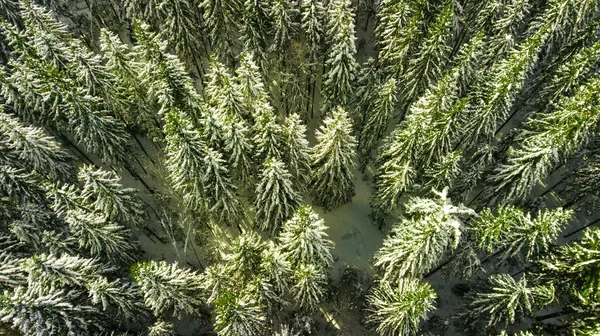 Nadelwald Wald Berg Karpaten Luftaufnahmen Schnee — Stockfoto