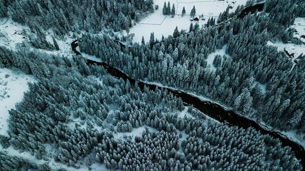 Зимний Снежный Хвойный Лес Карпаты Украина Аэрофотосъемка — стоковое фото