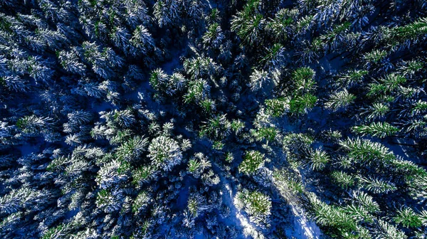 Nadelwald Wald Berg Karpaten Luftaufnahmen Schnee — Stockfoto