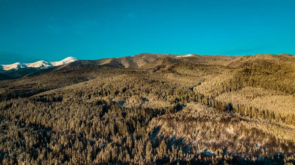 Floresta Coníferas Dos Cárpatos Inverno Montanha Gama Vídeo Fotografia Aérea — Fotografia de Stock