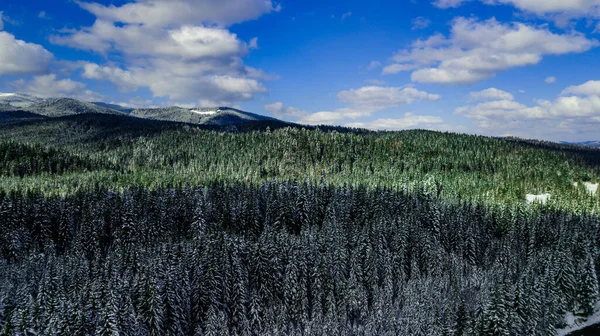 Sosnowy Las Iglasty Góry Karpaty Góry Zdjęcia Lotnicze Śnieg — Zdjęcie stockowe