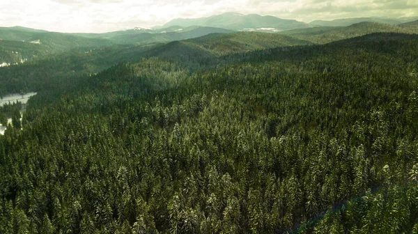 Hutan Pinus Konifer Gunung Carpathian Fotografi Udara Salju — Stok Foto