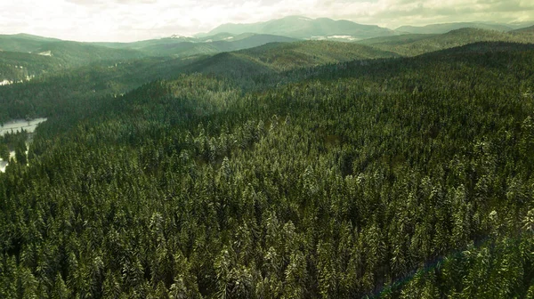 Coniferous Pine Forest Mountain Carpathian Mountains Aerial Photography Snow — Stock Photo, Image