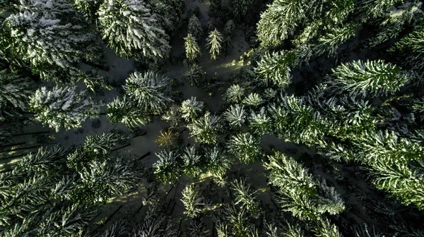 Nadelwald Wald Berg Karpaten Luftaufnahmen Schnee — Stockfoto