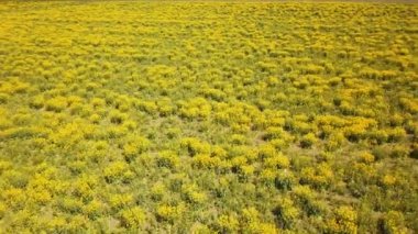 Gözyaşı tohumu tarlası havadan ekili görüntü 4K manzara manzarası.