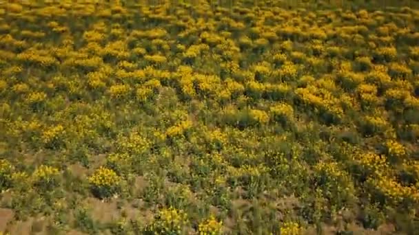 油菜籽播种场播映航拍视频4K景观全景 — 图库视频影像