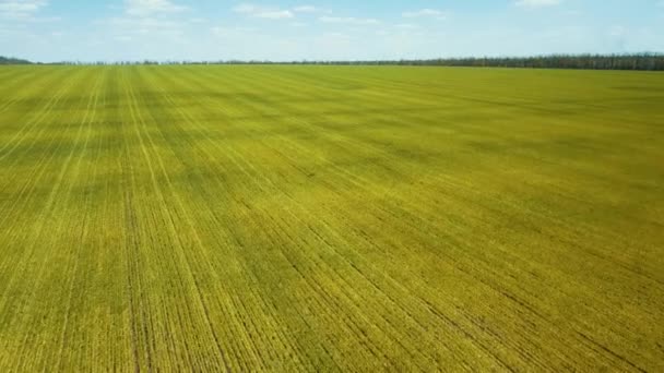 Fields Young Wheat Bread Grows Aerial Video — Stock Video