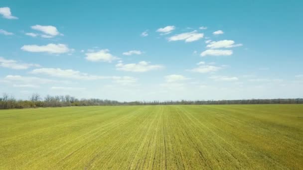 Campi Pane Grano Giovane Cresce Video Aereo — Video Stock