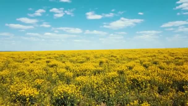 Rapeseed Sowing Field Seeded Aerial Video Landscape Panorama — Stock Video