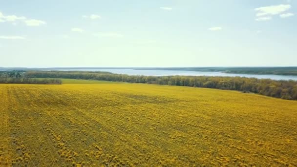 Повітряна Панорама Посіву Ріпакового Поля Ландшафтний Дизайн — стокове відео