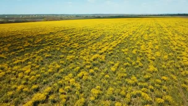 Campo Semeadura Colza Semeado Vídeo Aéreo Panorama Paisagem — Vídeo de Stock