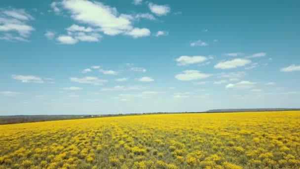 Rapeseed Sowing Field Seeded Aerial Video Landscape Panorama — Stock Video