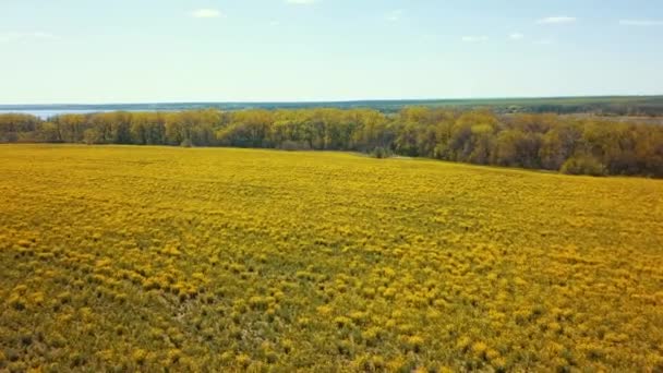 Zaaizaad Koolzaad Veld Gezaaid Antenne Video Landschap Panorama — Stockvideo