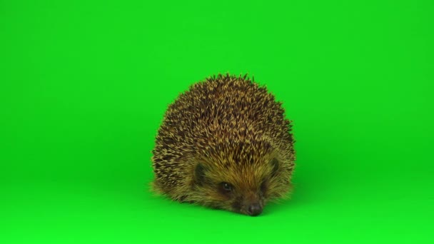 Igel Isoliert Auf Grünem Hintergrund Kratzender Bildschirm — Stockvideo