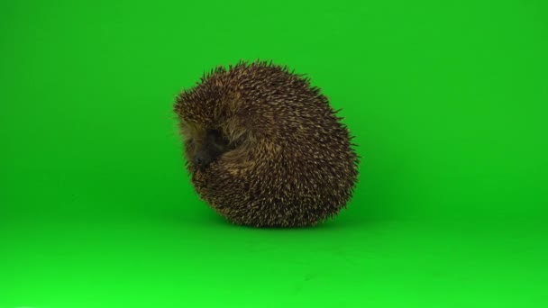 Hedgehog Isolated Green Background Scratchy Screen — Stock Video