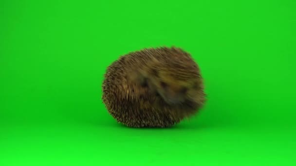 Hedgehog Isolated Green Background Scratchy Screen — Stock Video