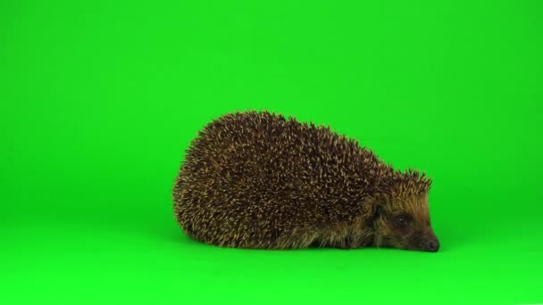 Hedgehog Isolated Green Background Scratchy Screen — Stock Video
