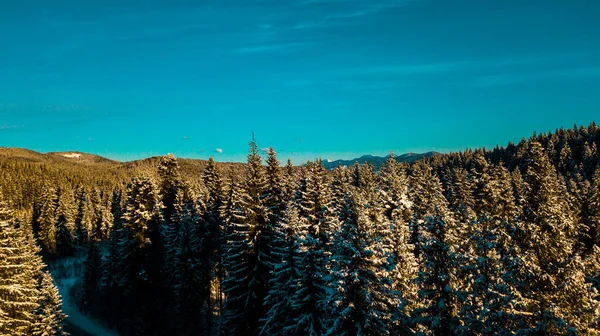 Winter Karpaten Naaldbos Bergketen Video Luchtfotografie — Stockfoto