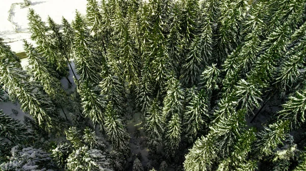 Coniferous Pine Forest Mountain Carpathian Mountains Aerial Photography Snow — Stock Photo, Image