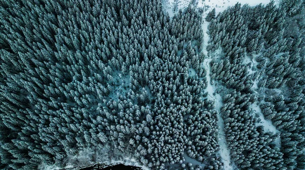 Zimní Sníh Jehličnatý Les Karpaty Ukrajina Letecké Fotografie — Stock fotografie