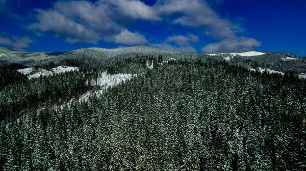 Cárpatos Montanhas Montanha Pinhais Florestas Coníferas Montanha Tops Inverno Neve — Fotografia de Stock