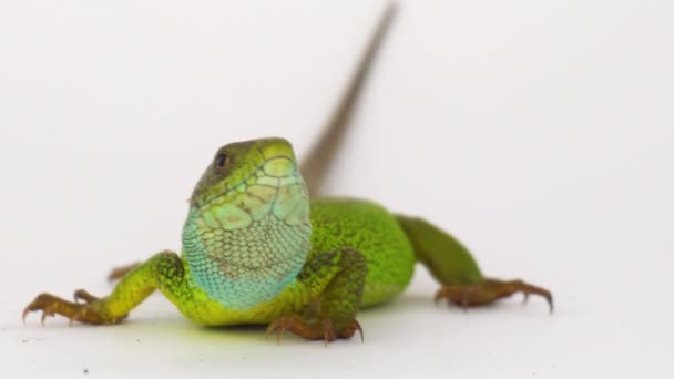 Lézard Vert Sur Fond Blanc Isolé — Video