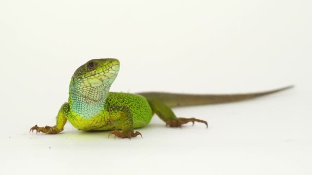 Green Lizard White Background Isolated — Stock Video