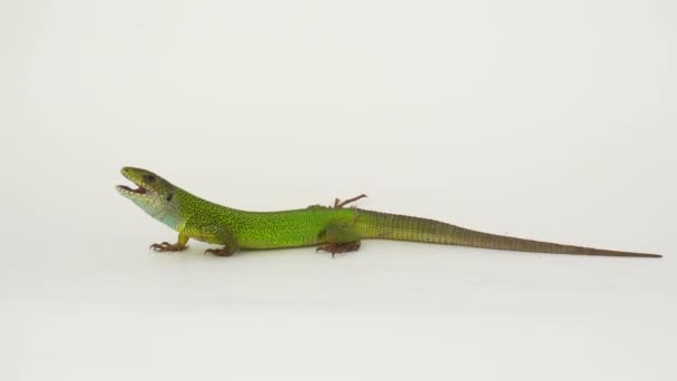 Lagarto Verde Sobre Fondo Blanco Aislado — Vídeos de Stock