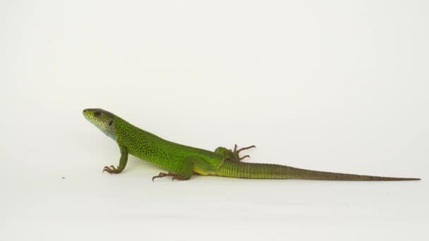 Lézard vert sur fond blanc en 4K isolé .