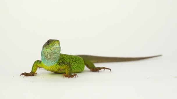 Green Lizard White Background Isolated — Stock Video