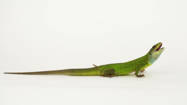 Lézard vert sur fond blanc en 4K isolé .