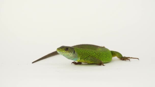 Green Lizard White Background Isolated — Stock Video