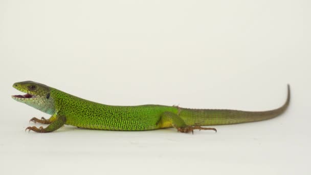 Green Lizard White Background Isolated — Stock Video