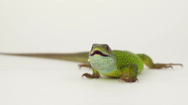 Green Lizard White Background Isolated — Stock Video
