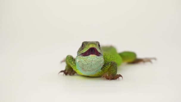 Lézard vert sur fond blanc en 4K isolé .
