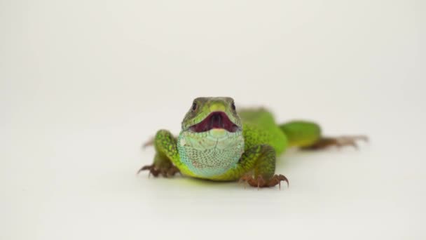 Lézard Vert Sur Fond Blanc Isolé — Video