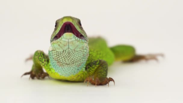 Lagarto Verde Sobre Fondo Blanco Aislado — Vídeos de Stock