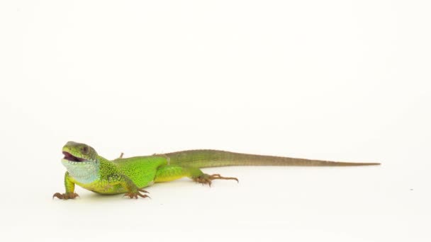 Lagarto Verde Sobre Fondo Blanco Aislado — Vídeos de Stock