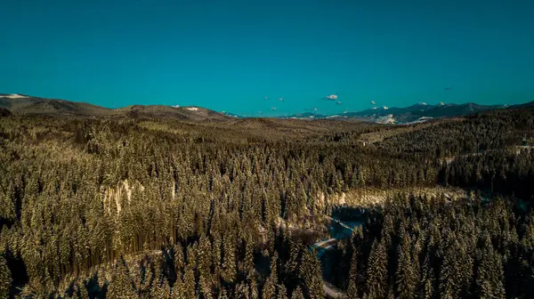 Zimní Karpatský Jehličnatý Les Mountain Range Video Letecké Fotografie — Stock fotografie